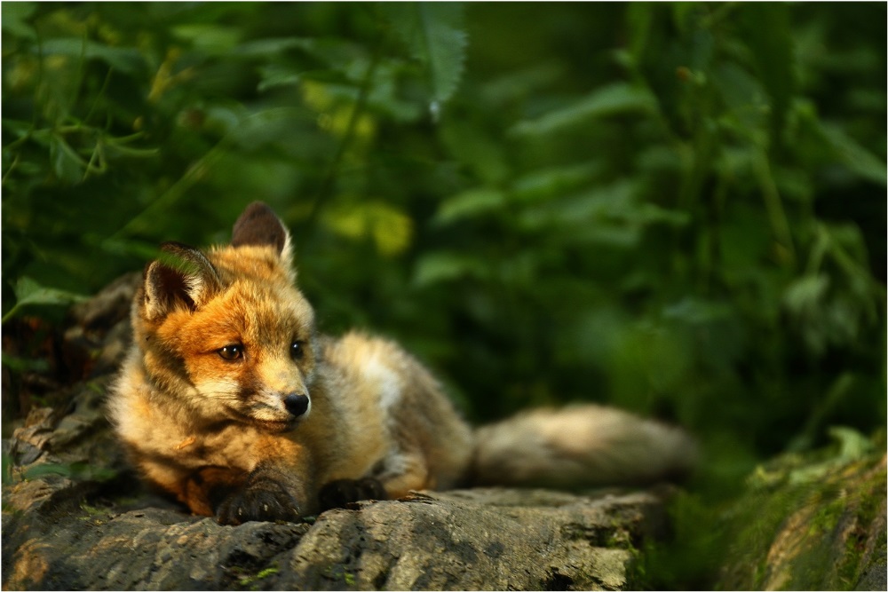 KLeiner Fuchs