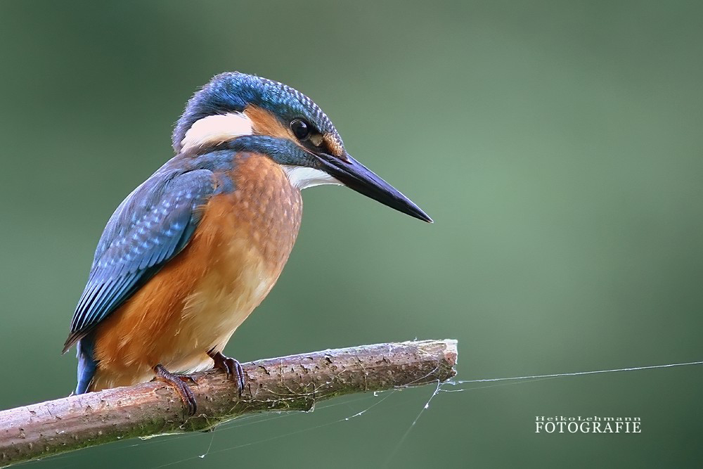 Der Eisvogel (Alcedo atthis)
