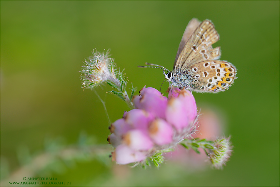 Hauhechel-Bläuling (Lycaenidae)