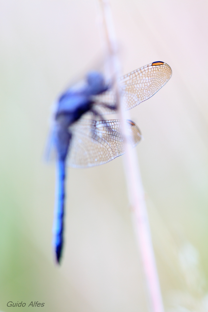Pterostigma