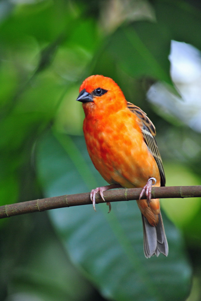 red beauty