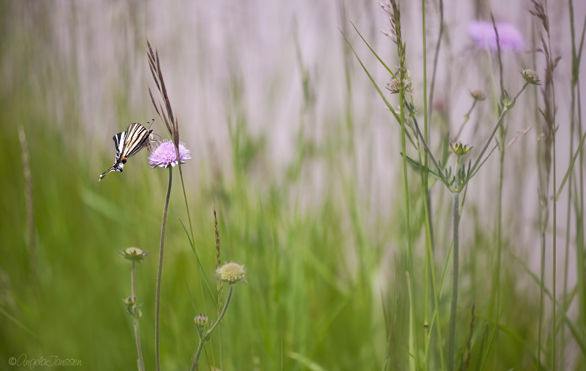 Tief im Gras