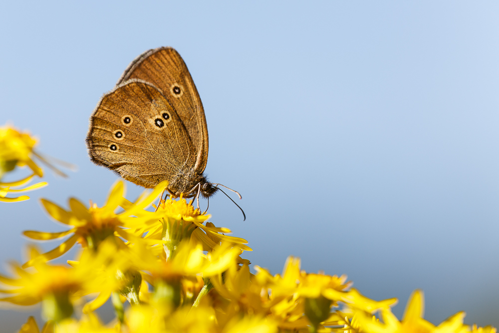 Brauner Waldvogel (Forum für Naturfotografen)