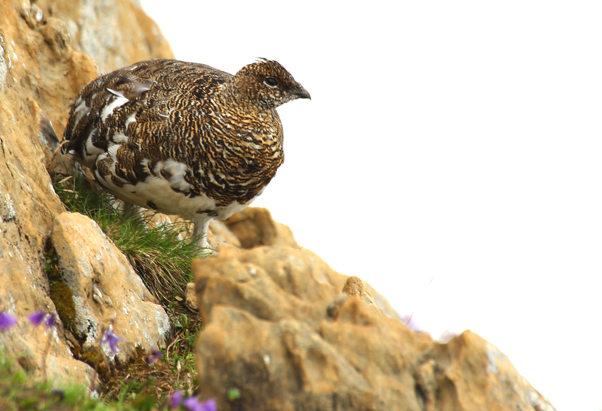 Alpenschneehuhn