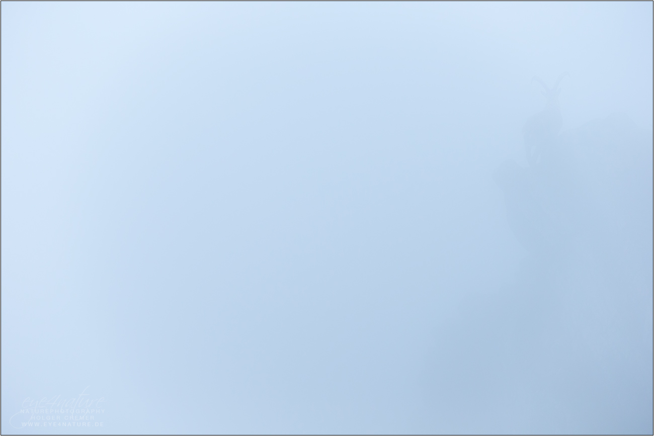 Steinbock im Nebel
