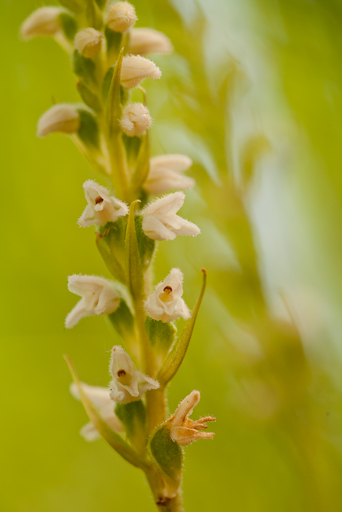 Goodyera repens
