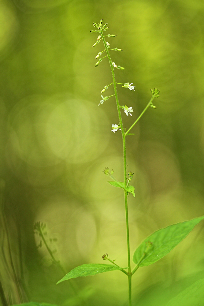 Hexenkraut (Circaea lutetiana)