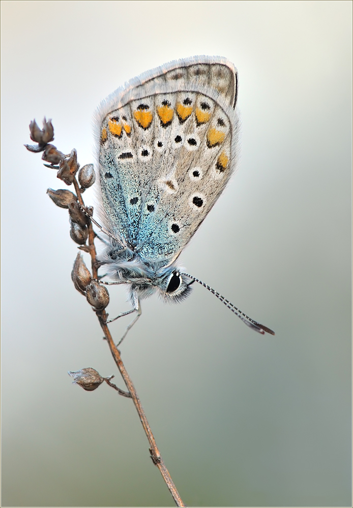 *Polyommatus icarus*