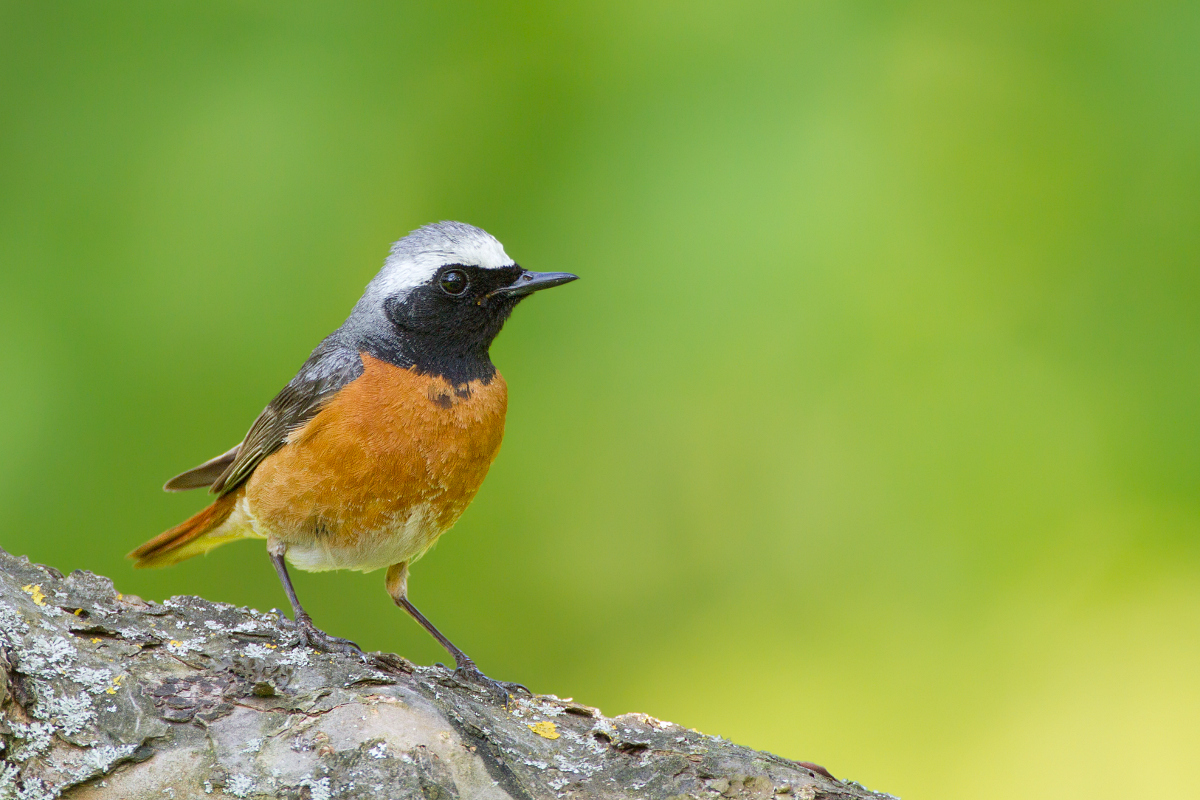 ~Gartenrotschwanz (Phoenicurus phoenicurus)~
