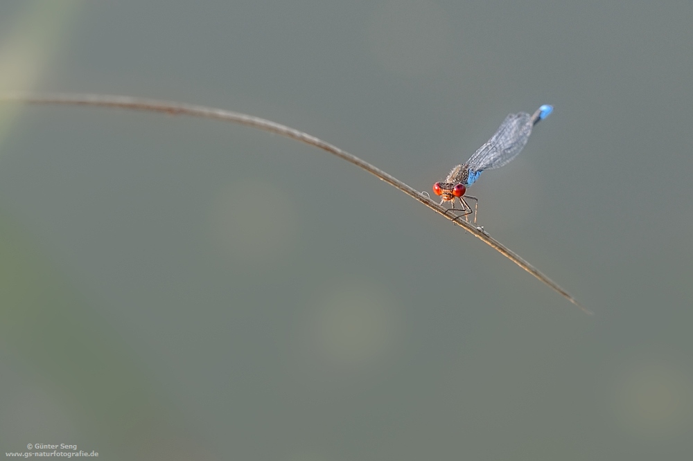 Erythromma viridulum....