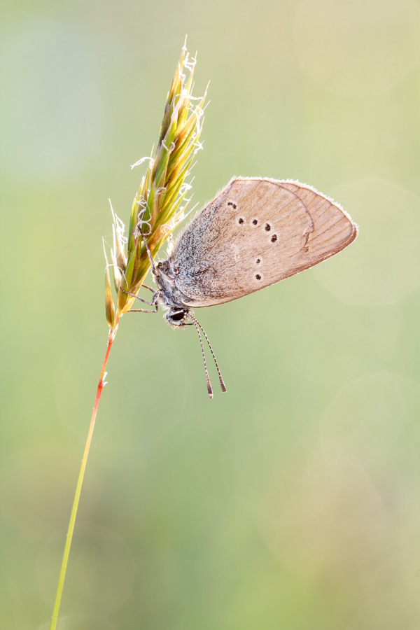 Rotklee-Bläuling (Polyommatus semiargus)