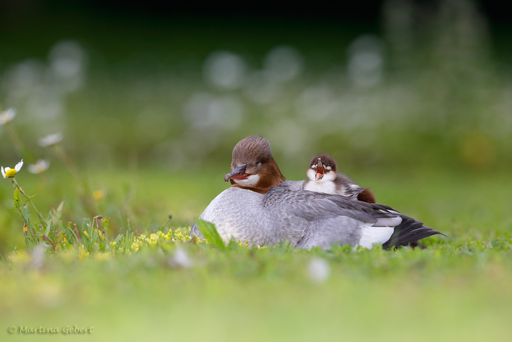 Auf Mama´s Rücken....