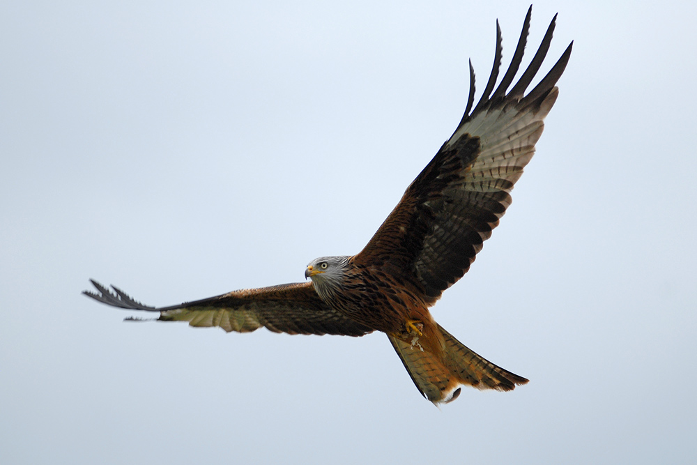 Redkite