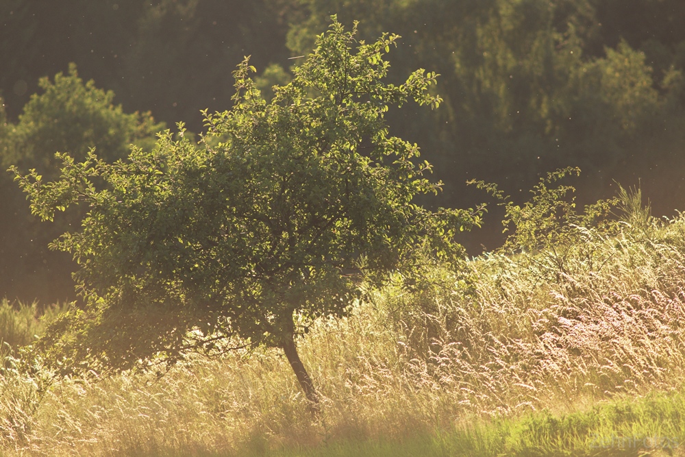 Baum