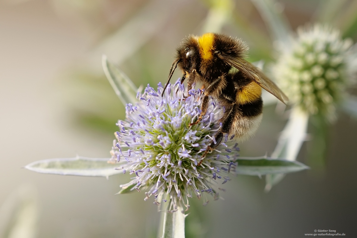 Bon Appetit...Bombus hortorum