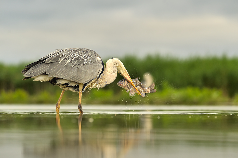 fishing