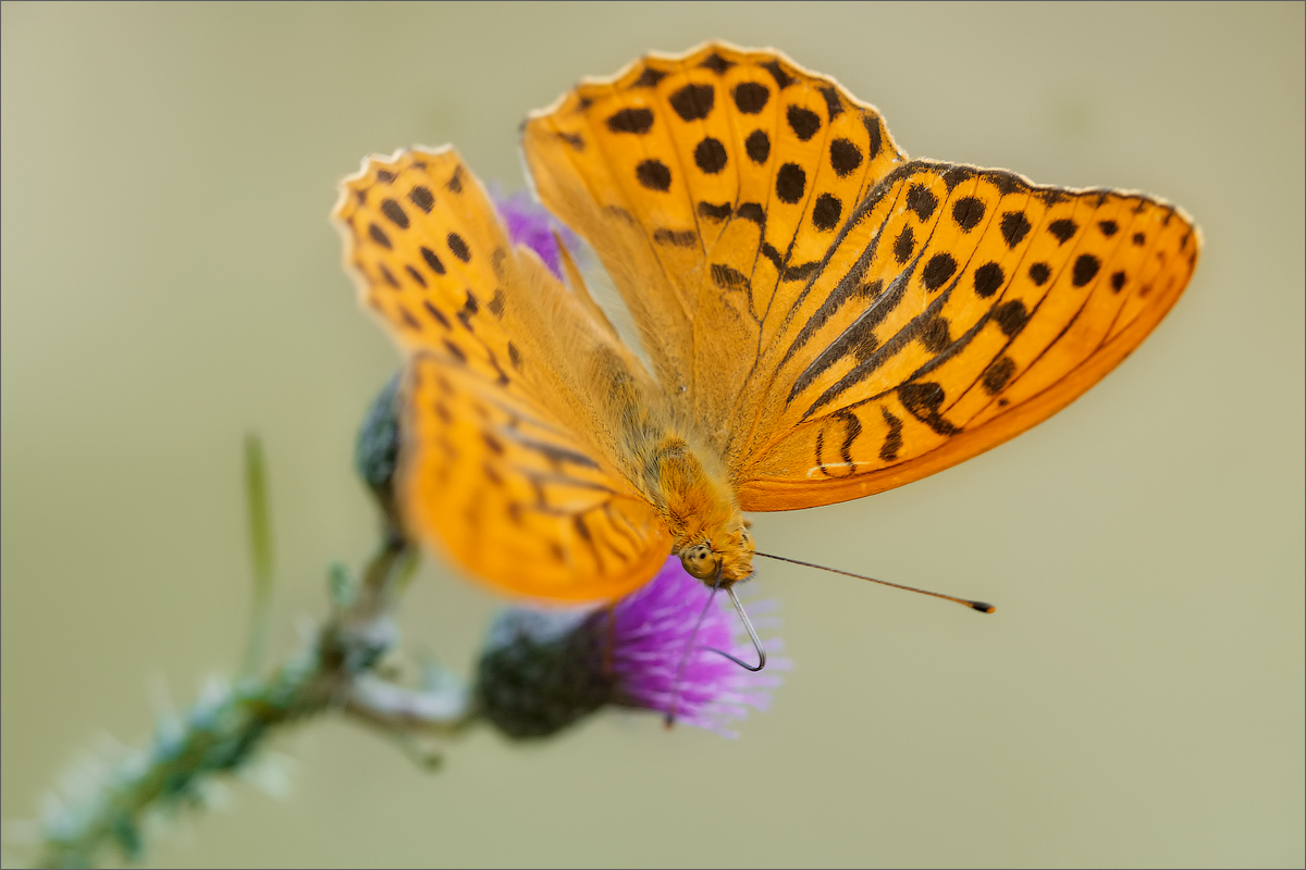 Argynnis paphia