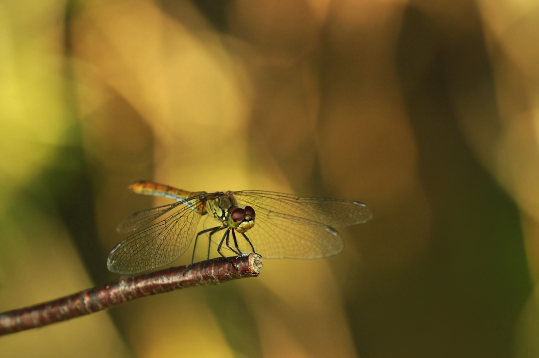 Libelle im Goldregen