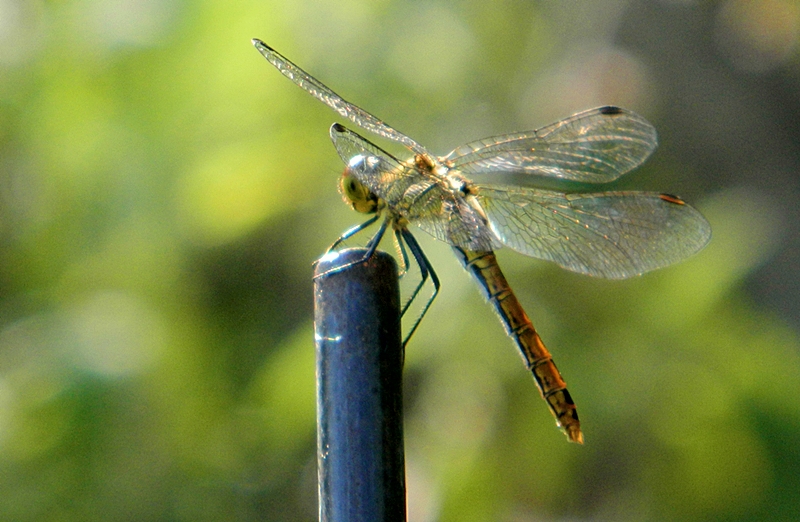 Rießen Libelle