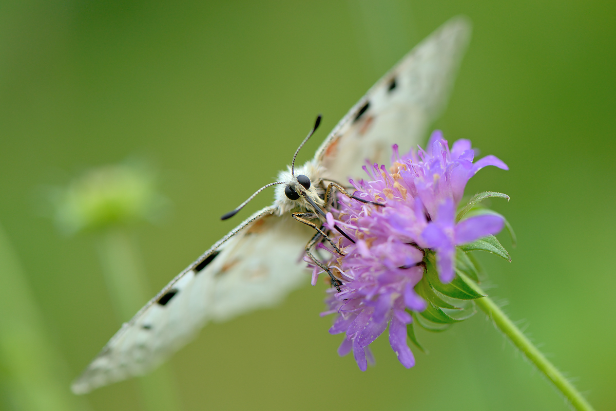 Parnassius  phoebus