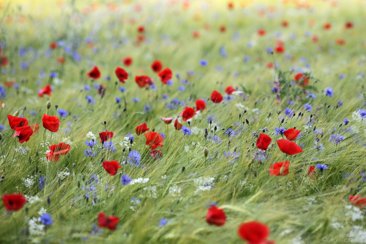  - image::Angela_Janssen_provence_mohn_kornblumen