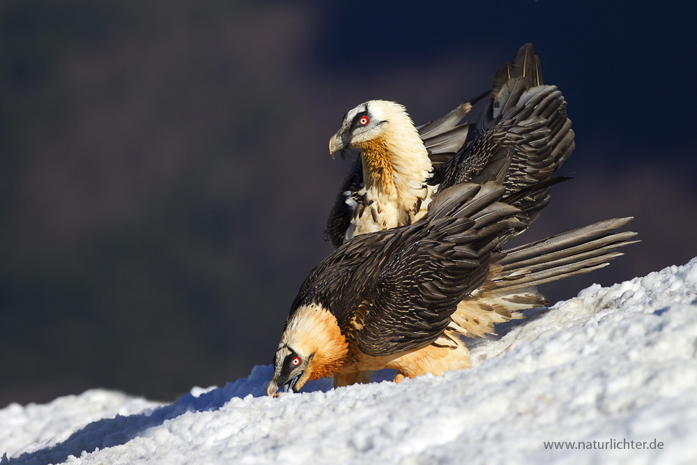 Bartgeier (Gypaetus barbatus)