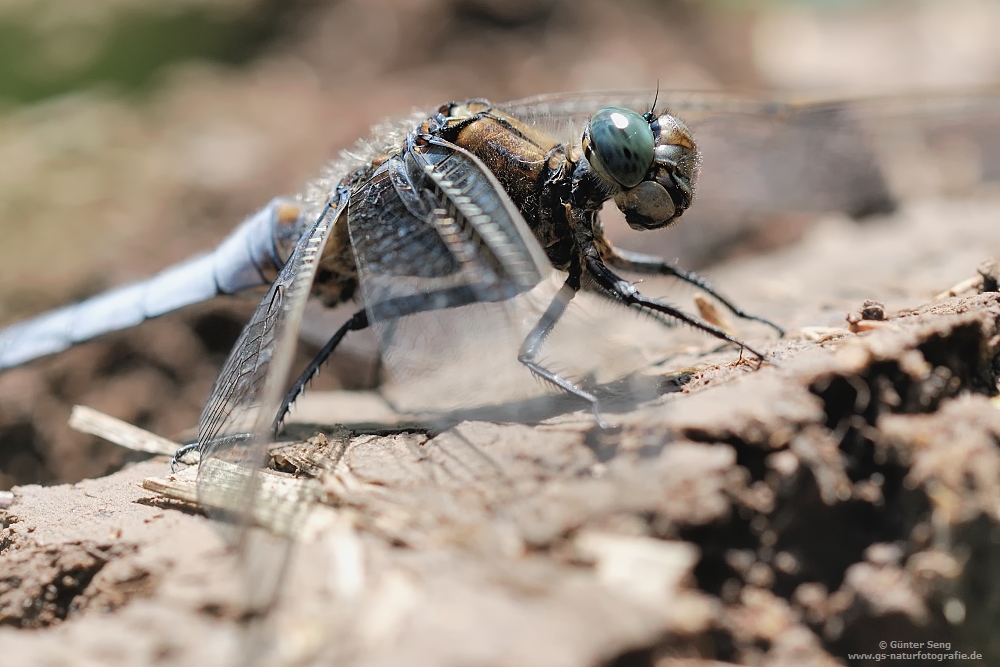 Orthetrum coerulescens...