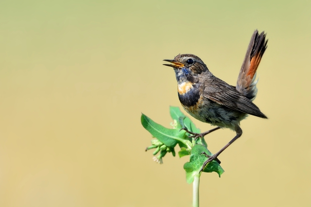 Blaukehlchen