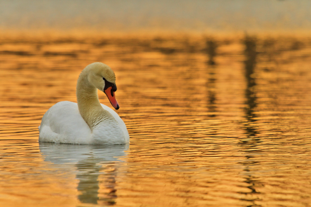 sunset am teich