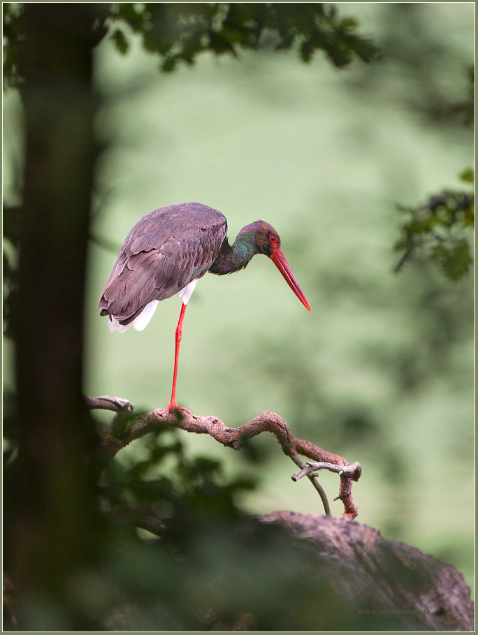 „Der Waldstorch“