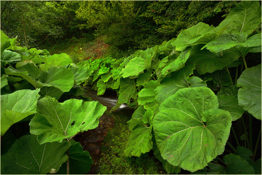 Ein Wald aus Pestwurz