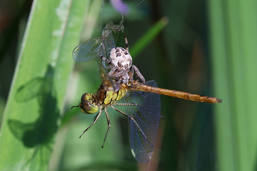 Schilfradspinne