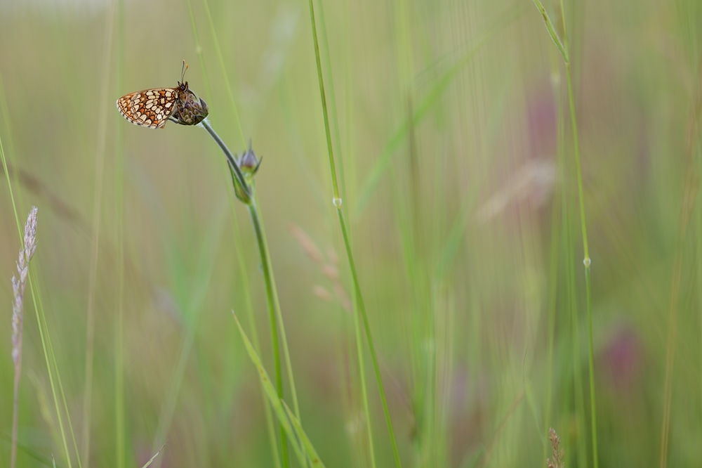 Sommerwiese