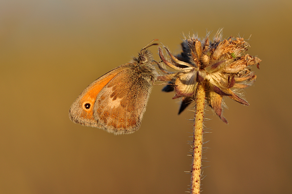 Kleines Wiesenvögelchen (Coenonympha pamphilus)