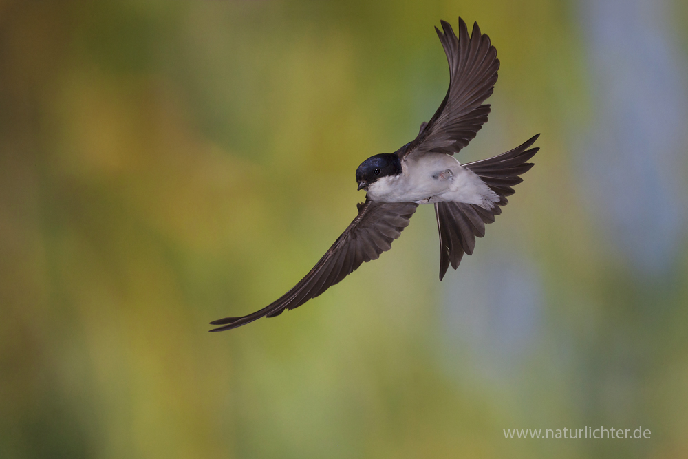 Mehlschwalbe im Flug