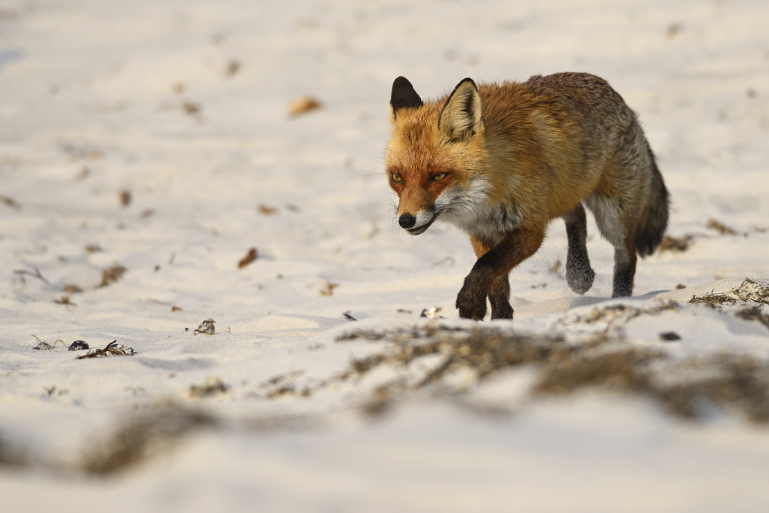 Darsser Strandfuchs