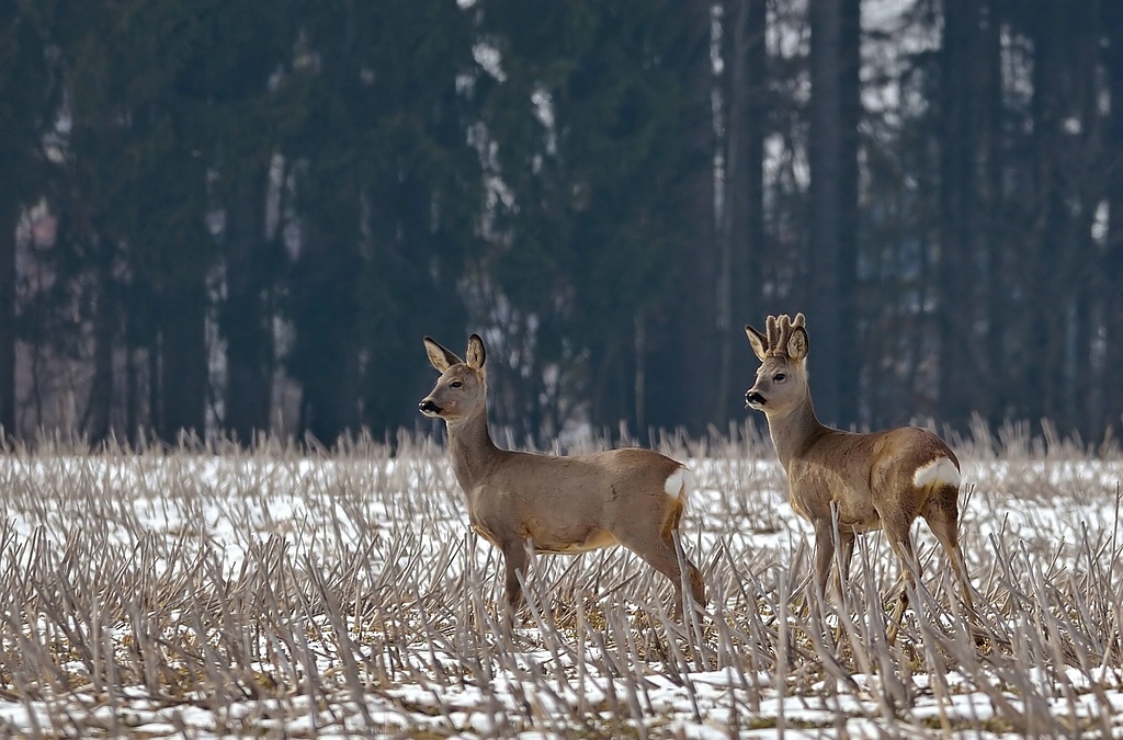 Ricke und Bock