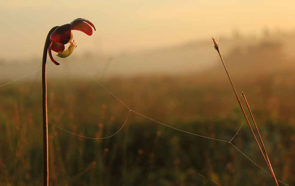 Pitcher plant