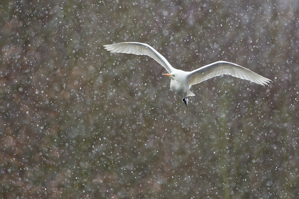 Anflug im Schneegestöber