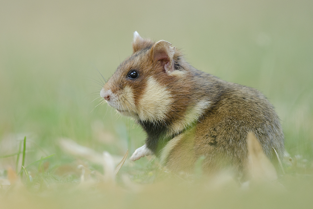 Misstrauischer Blick