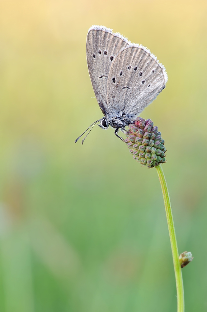 Heller Wiesenknopf- Ameisen -Bläuling