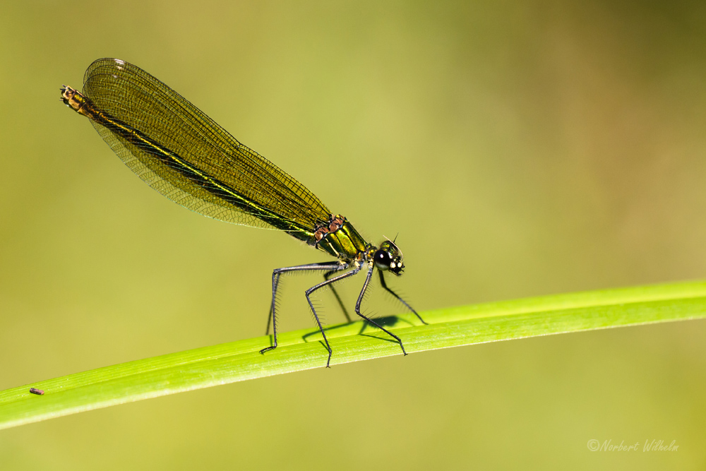 Calopteryx splendens