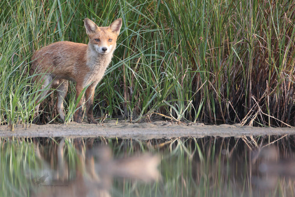 Fuchs am See