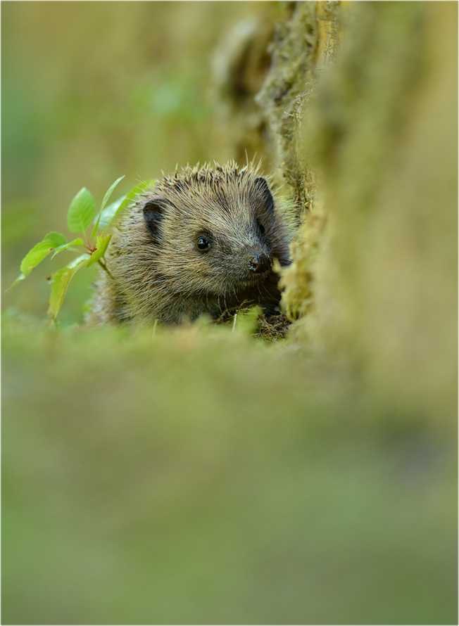 Igel