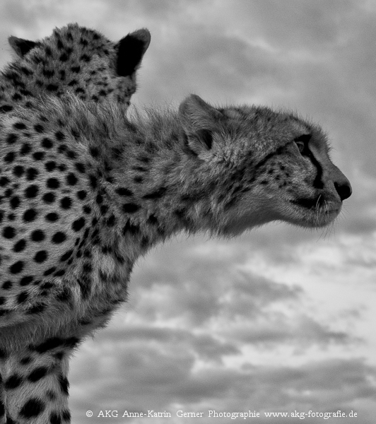 cheeky cheetah cub