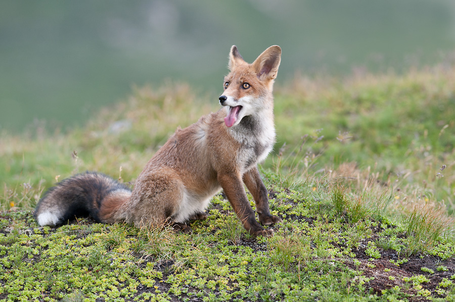 "Ausgepowerter" Bergfuchs