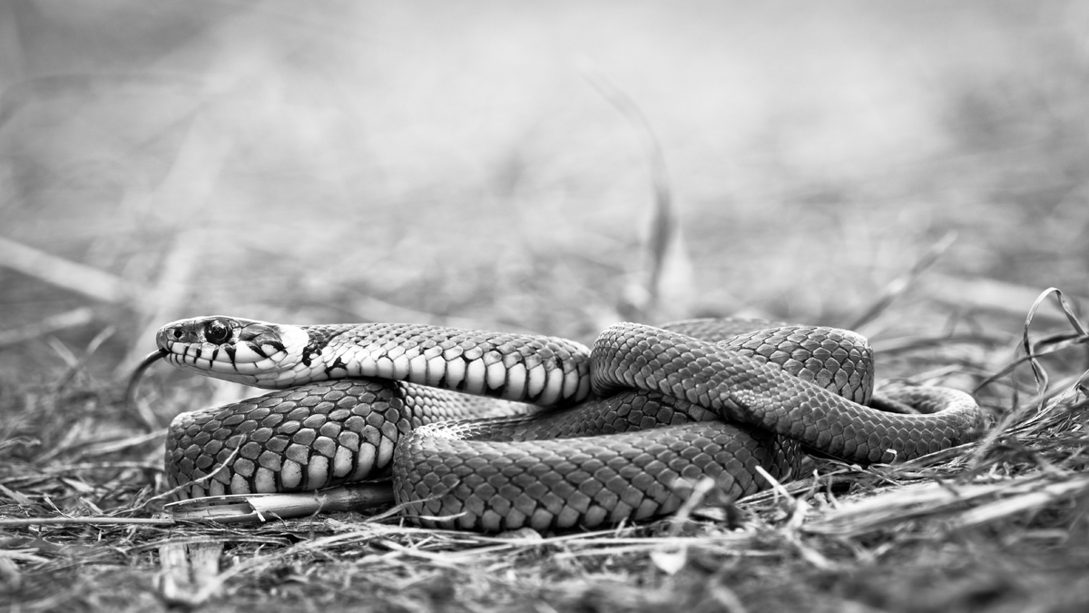 Natrix mal farblos