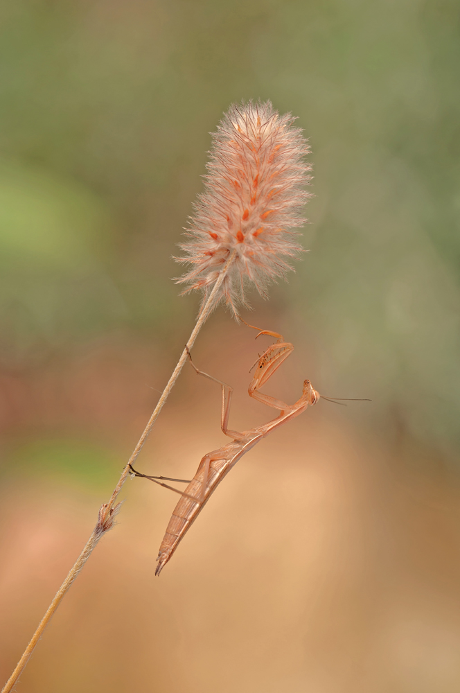 Mantis religiosa