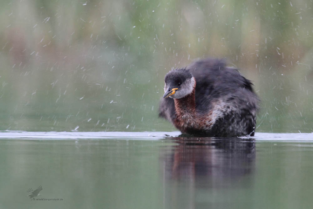 Rothalstaucher im Regen