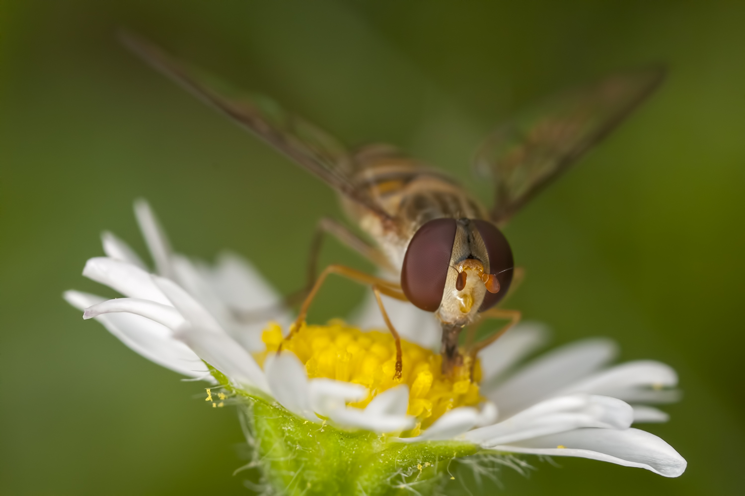 Schwebfliege auf Gänseblümchen